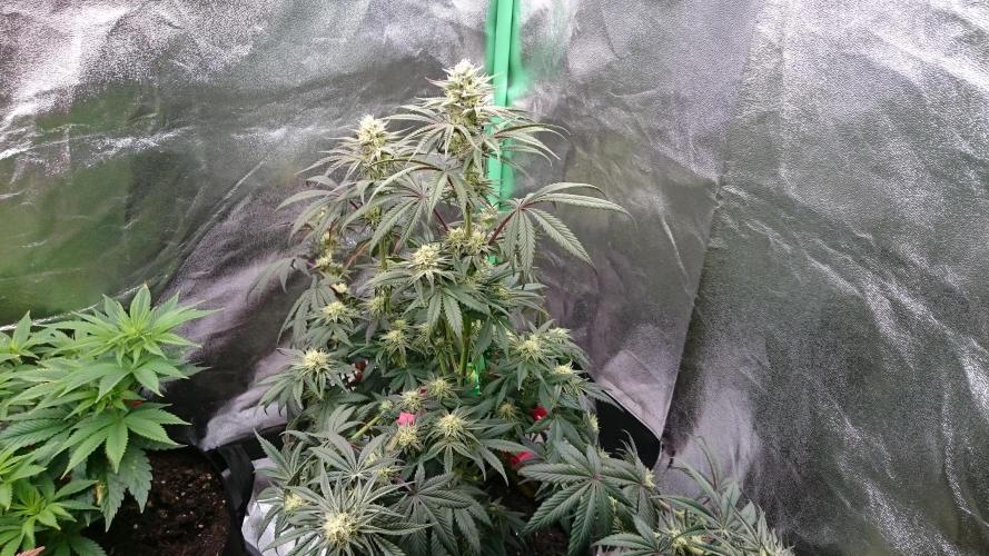 Lady Puja. Week 7 - 71