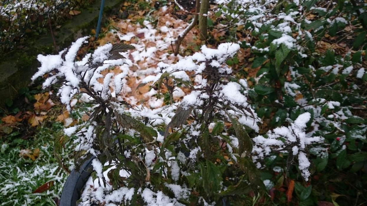 Lady Polyxene. Week 25