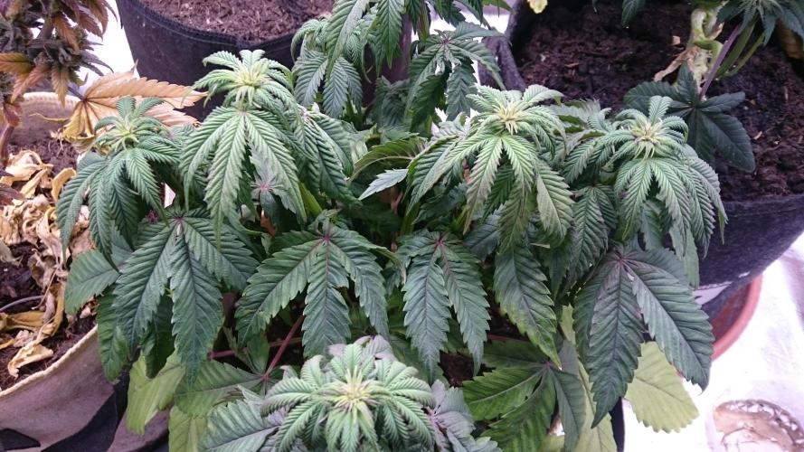 BagseedBloodDragon. Week 4 - 48