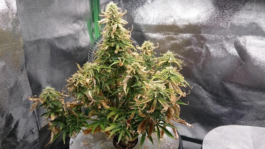 Lady Fatemah. Week 6 - 66