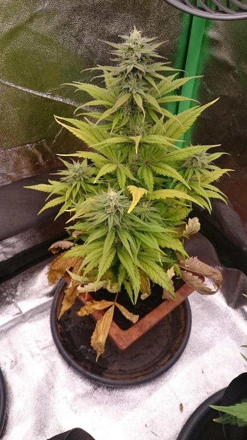 Lady Kayly. Week 6 - 66