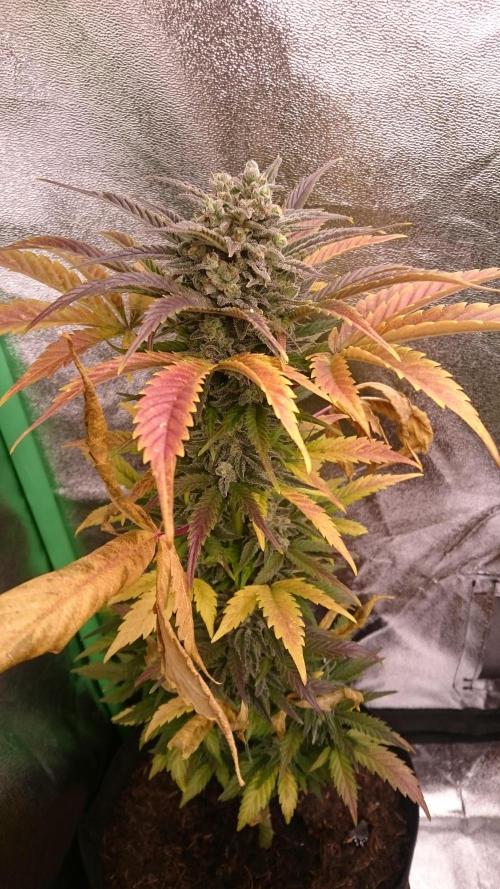 Lady Marinka Alis. Week 11