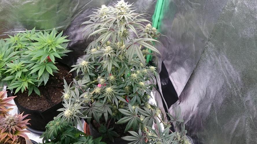 Lady Puja. Week 7 - 72