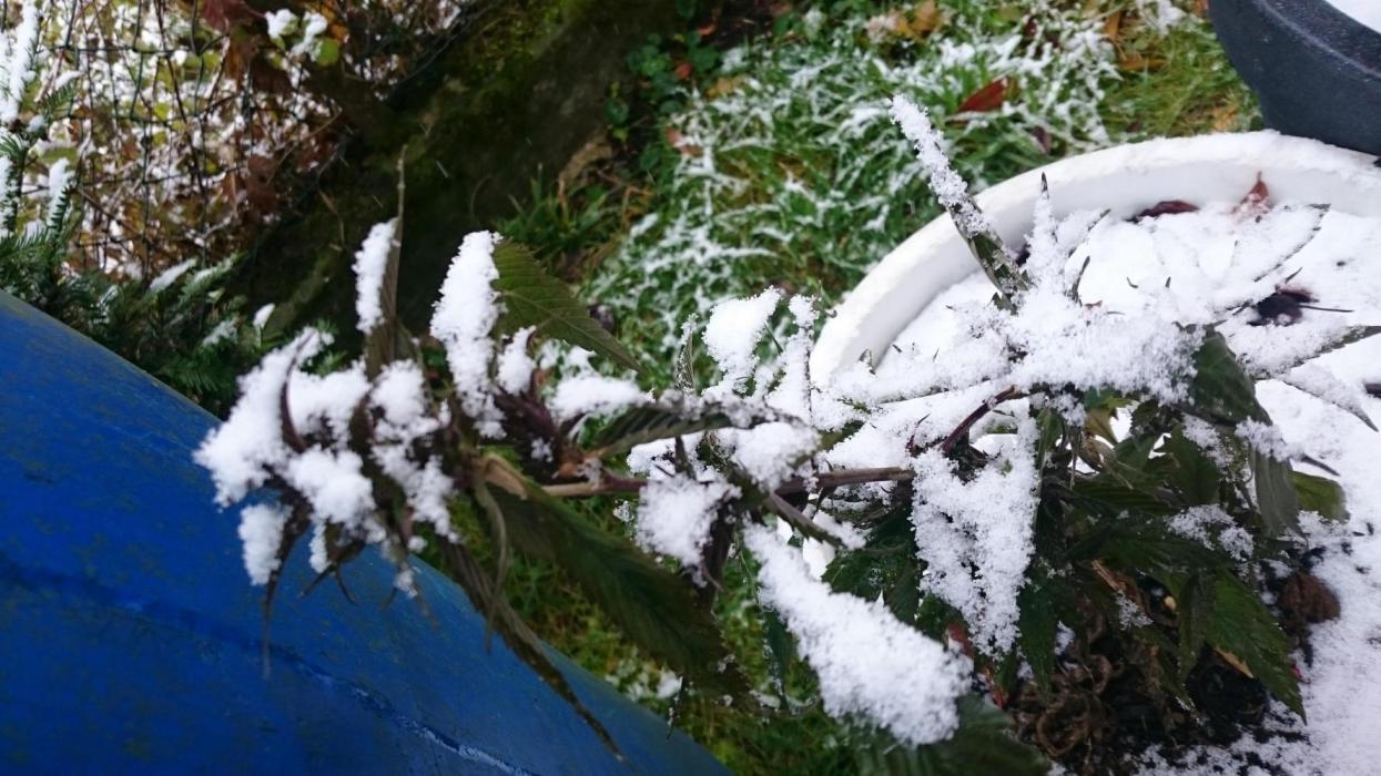 Lady Apanii. Week 19