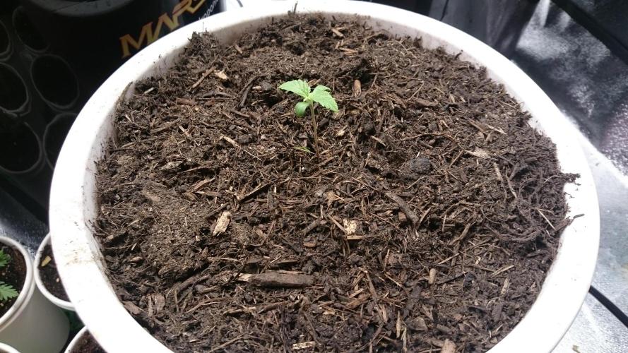 Bagseed BloodDragon lastone. Week 1 - 11