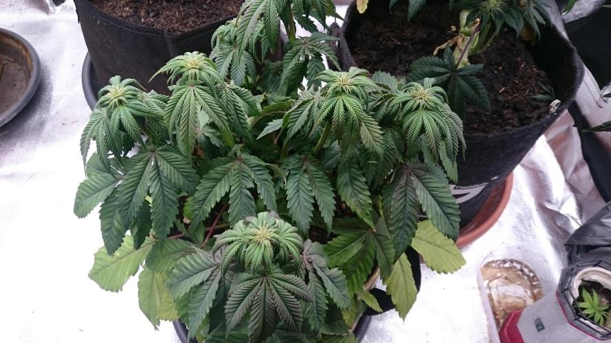 BagseedBloodDragon. Week 4 - 49