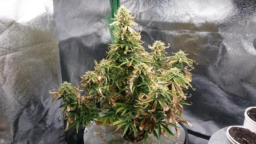 Lady Fatemah. Week 6 - 67