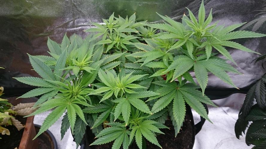 Lady Livia Vi. Week 7 - 66