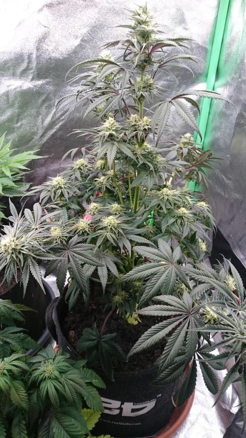 Lady Puja. Week 7 - 73