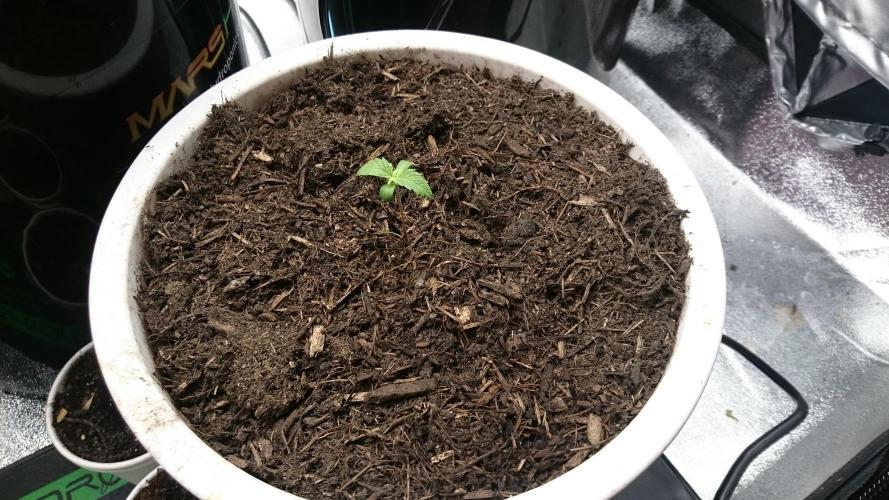 Bagseed BloodDragon lastone. Week 1 - 12