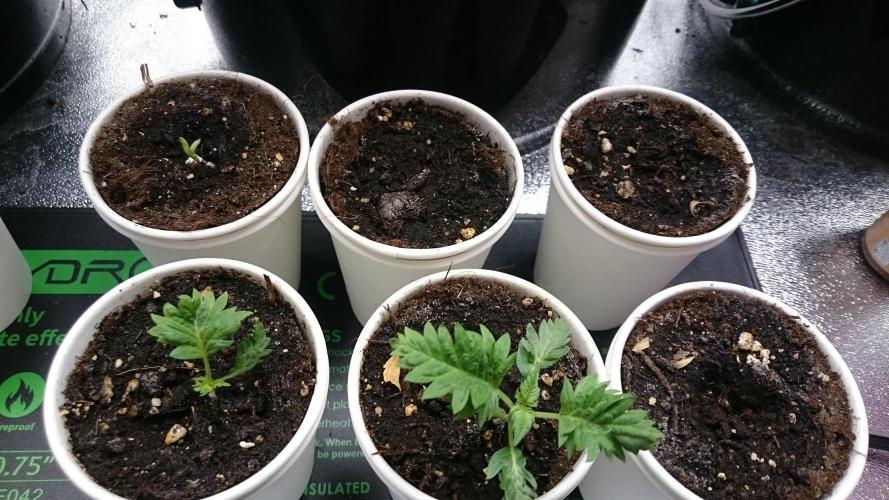 Bunch of Fern. Week 0 - 8