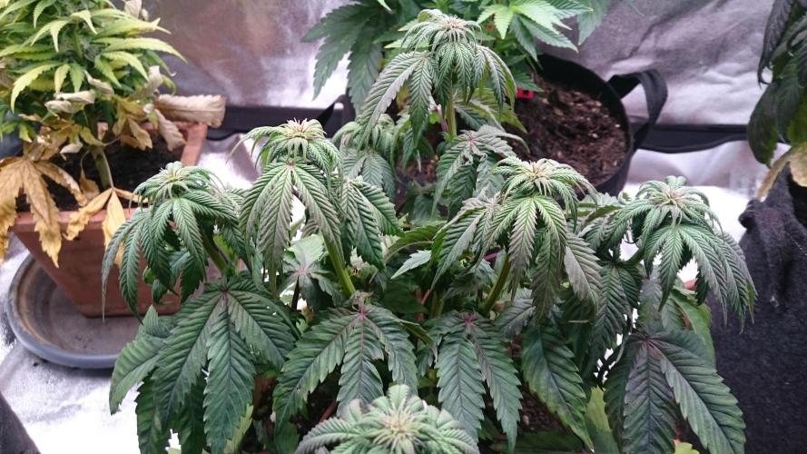 BagseedBloodDragon. Week 5 - 50