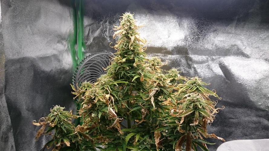 Lady Fatemah. Week 6 - 69