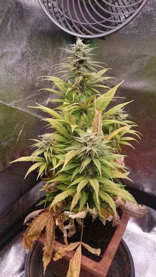 Lady Kayly. Week 6 - 69