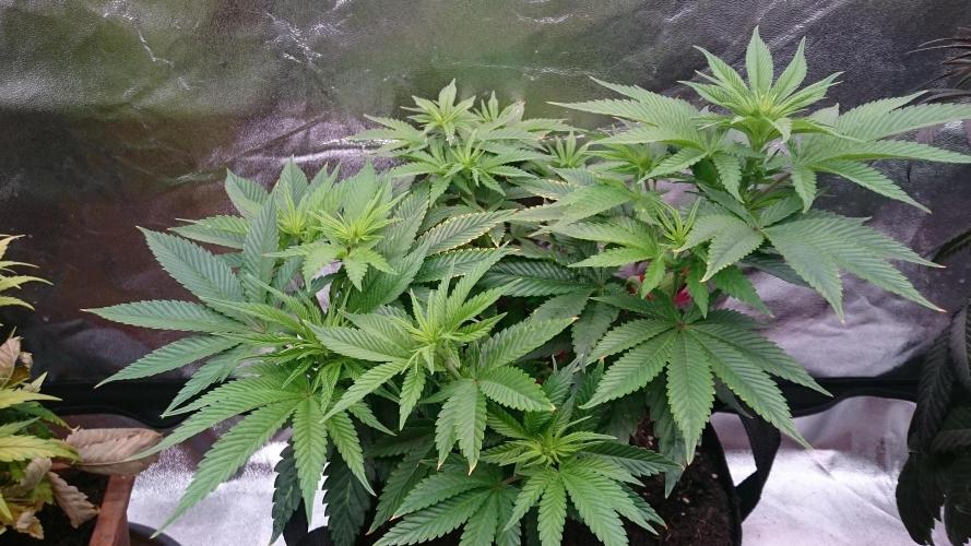 Lady Livia Vi. Week 7 - 67