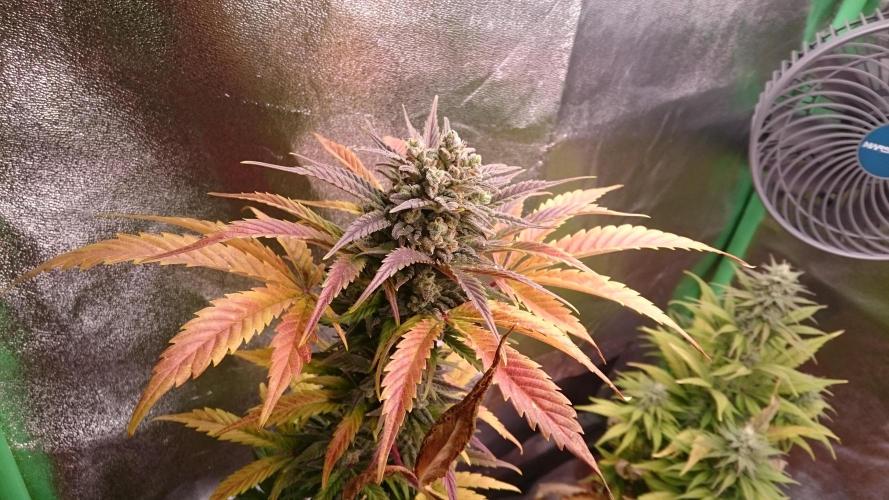 Lady Marinka Alis. Week 11