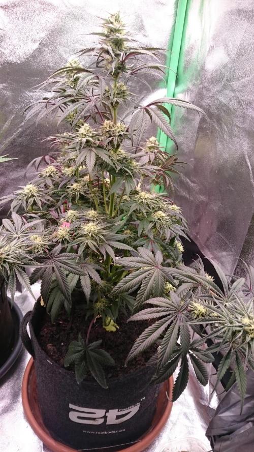 Lady Puja. Week 7 - 74