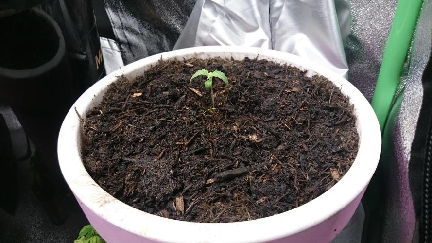 Bagseed BloodDragon lastone. Week 1 - 13