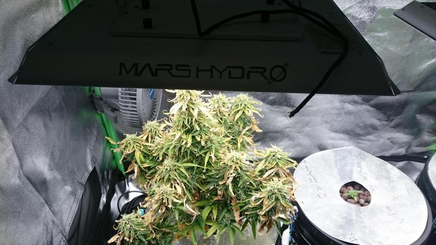 Lady Fatemah. Week 6