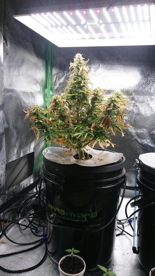 Lady Fatemah. Week 6