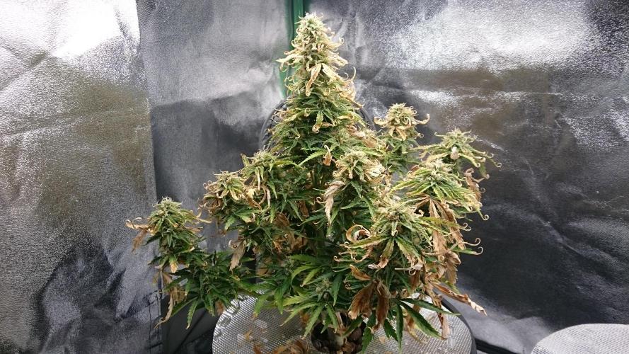 Lady Fatemah. Week 7 - 70