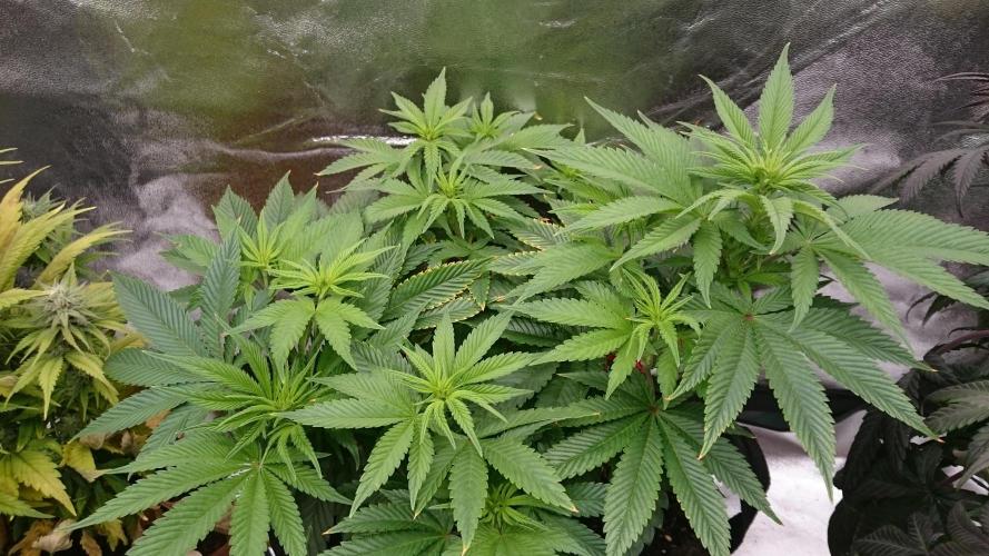 Lady Livia Vi. Week 7 - 68