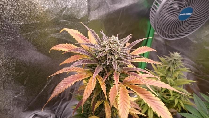 Lady Marinka Alis. Week 11