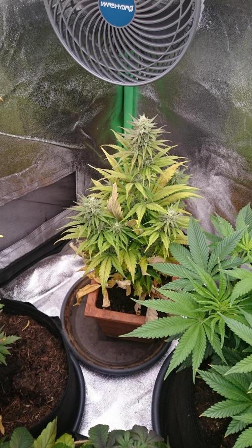 Lady Kayly. Week 7 - 70