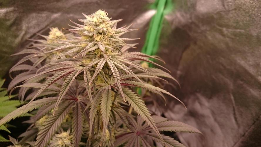 Lady Puja. Week 7 - 75