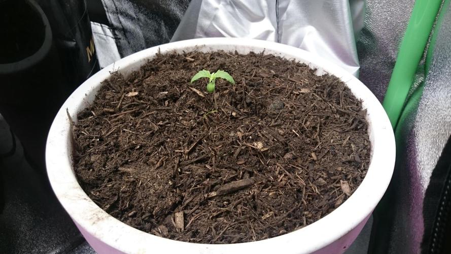 Bagseed BloodDragon lastone. Week 1 - 14