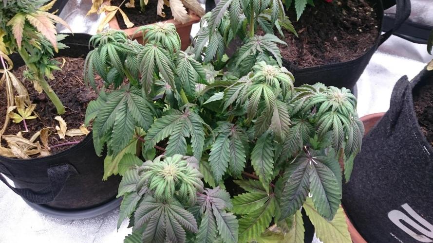 BagseedBloodDragon. Week 5 - 51