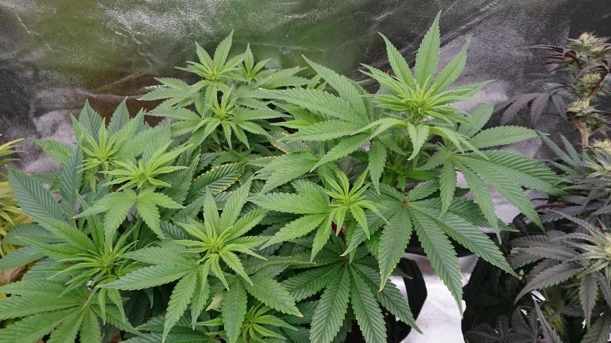 Lady Livia Vi. Week 7 - 69