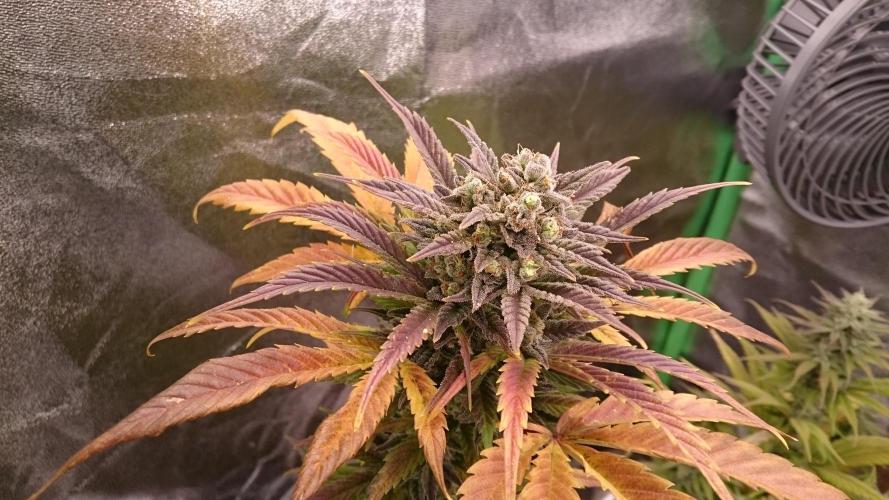 Lady Marinka Alis. Week 11