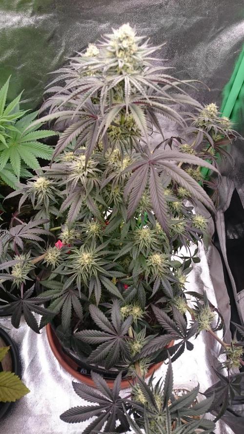 Lady Puja. Week 7 - 76