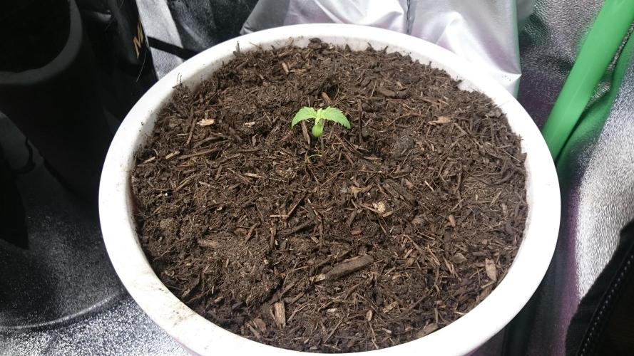 Bagseed BloodDragon lastone. Week 1 - 15