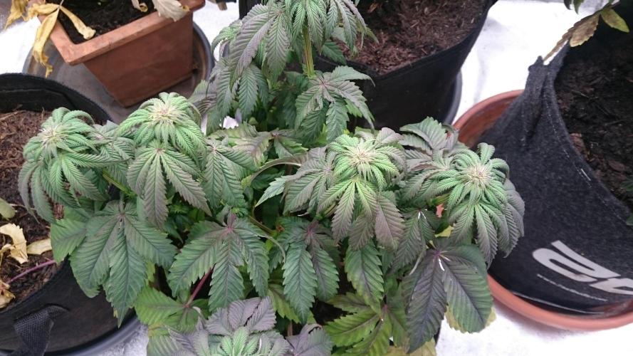 BagseedBloodDragon. Week 5 - 52