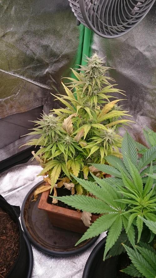 Lady Kayly. Week 7 - 72