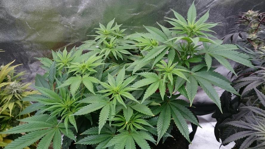 Lady Livia Vi. Week 7 - 70