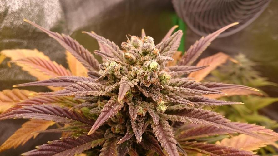 Lady Marinka Alis. Week 11