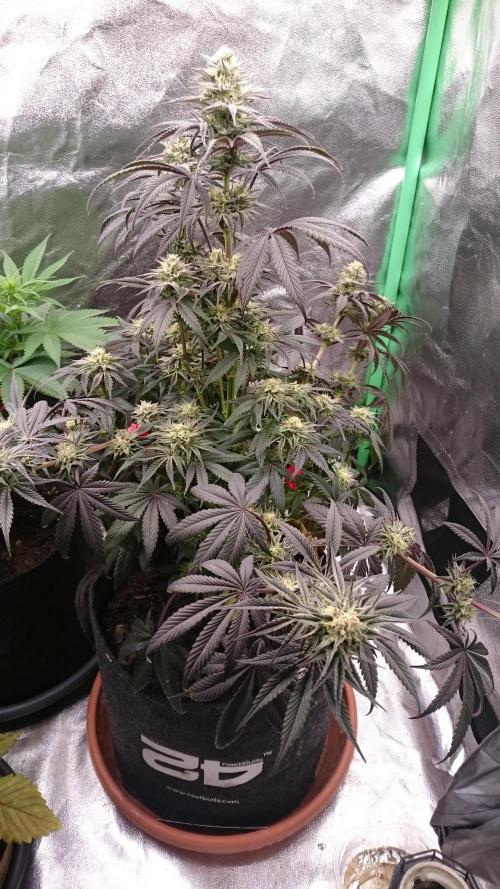 Lady Puja. Week 7 - 77