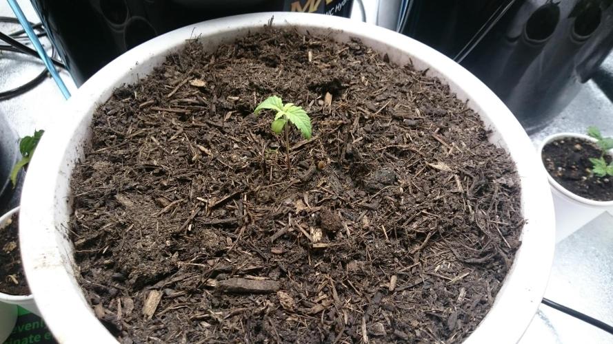 Bagseed BloodDragon lastone. Week 1 - 16