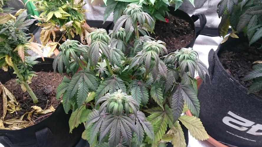 BagseedBloodDragon. Week 5 - 53