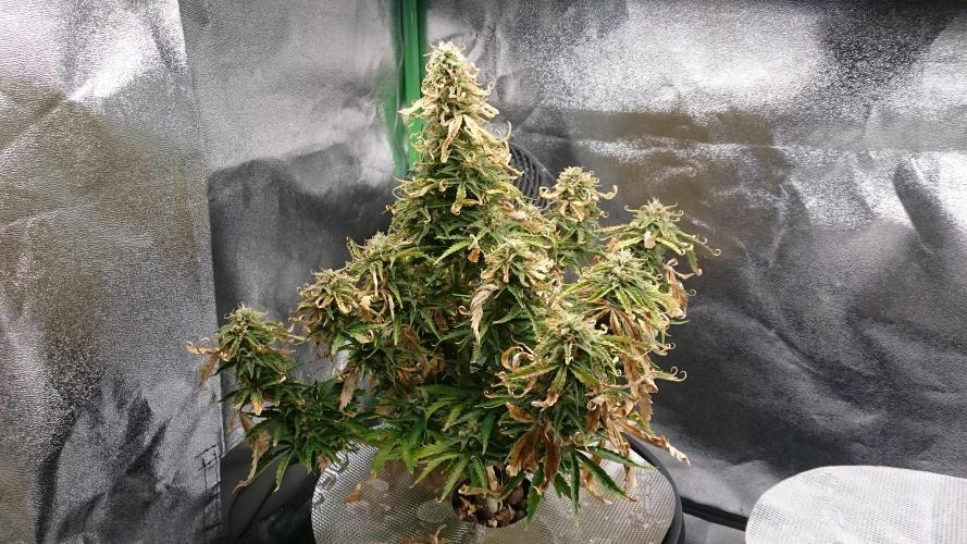 Lady Fatemah. Week 7 - 72