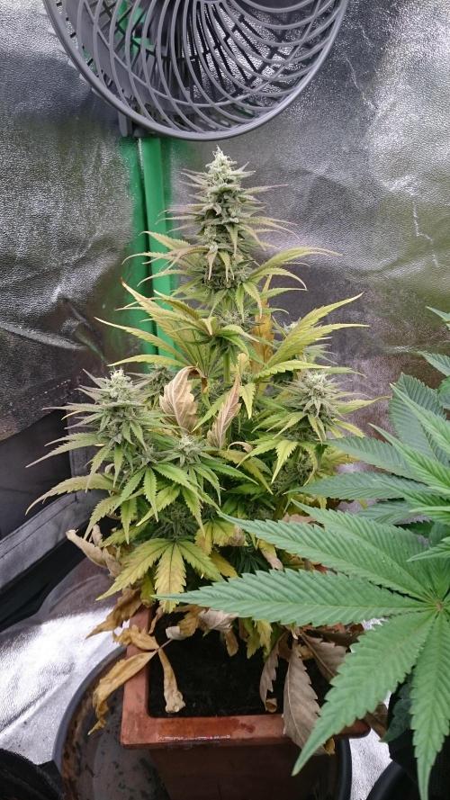 Lady Kayly. Week 7 - 73