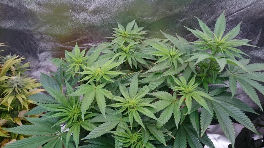 Lady Livia Vi. Week 7 - 71