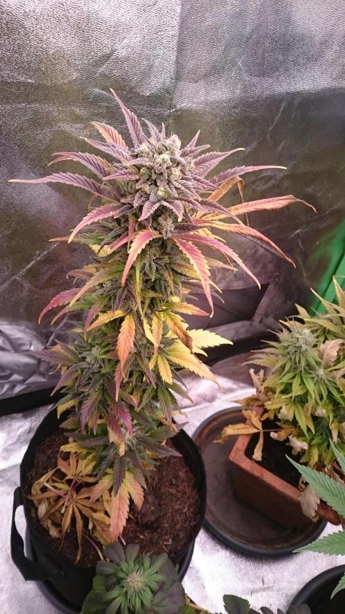 Lady Marinka Alis. Week 11