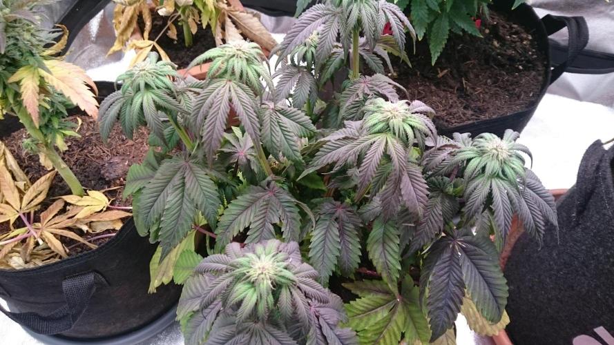 BagseedBloodDragon. Week 5 - 54