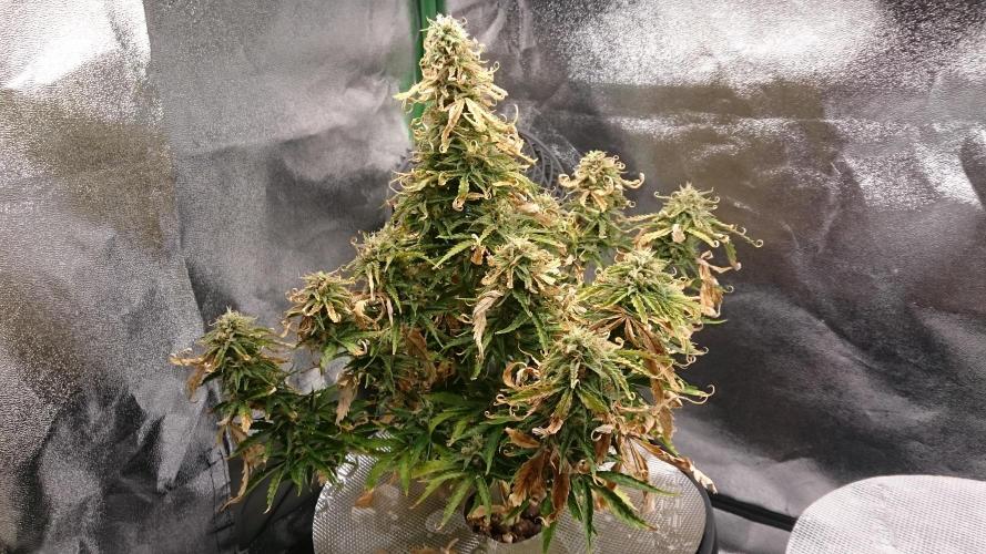 Lady Fatemah. Week 7 - 73