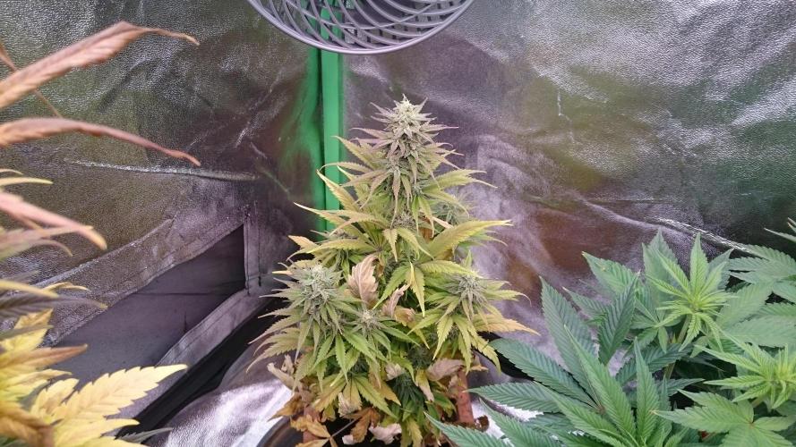 Lady Kayly. Week 7 - 74