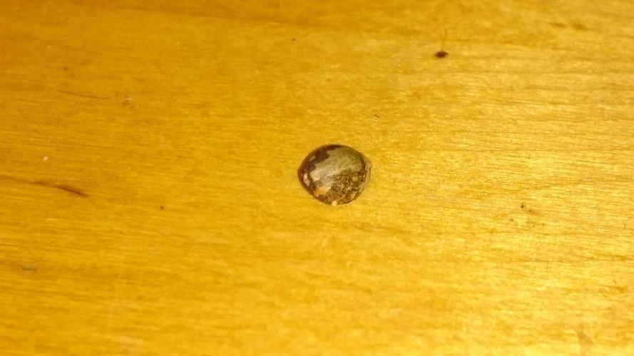 Lady Muireann. Week 0 - 0